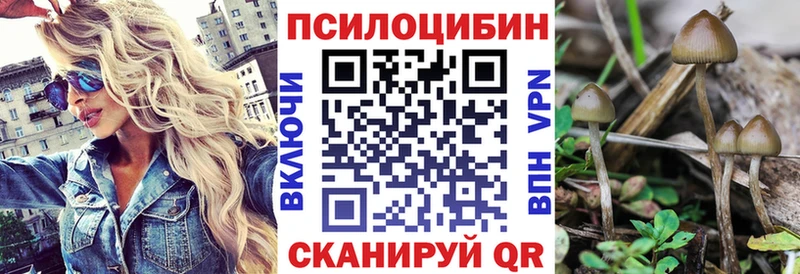 Псилоцибиновые грибы Cubensis  блэк спрут вход  Порхов 